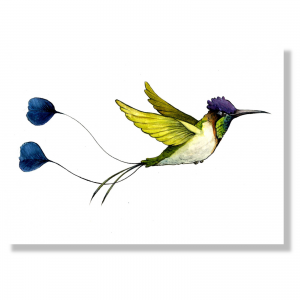 Kolibri Plakat DIN A4